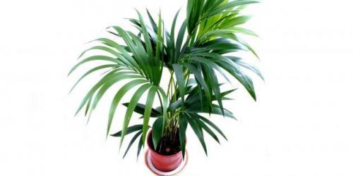 20 Неубиваемых Домашних Растений, Которые Выживут Почти Без Ухода