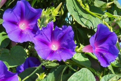 Ампельная зелень для кашпо. Ампельные цветы: фото, названия и описания (каталог)