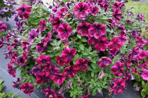 Ампельная зелень для кашпо. Ампельные цветы: фото, названия и описания (каталог)