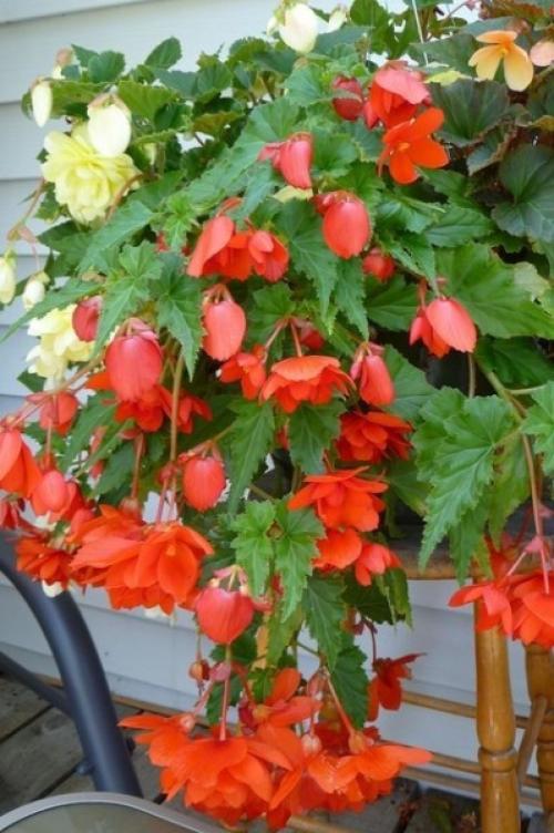 Быстрорастущие ампельные растения. Сорта: названия, описание и фото