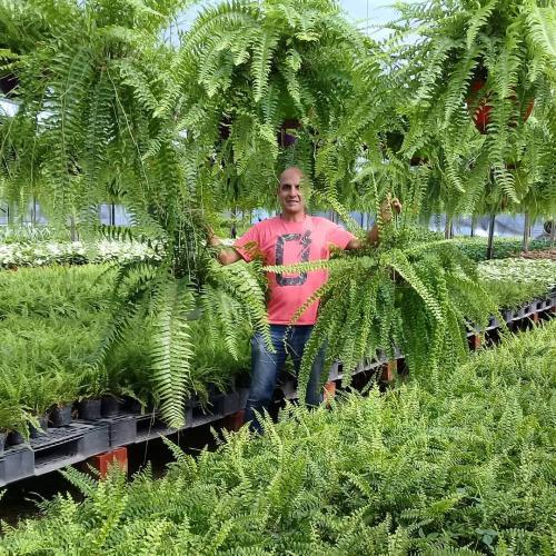 Ампельные растения для кашпо. Каскадные цветы для кашпо 24 Ампельные растения для кашпо. Каскадные цветы для кашпо 24