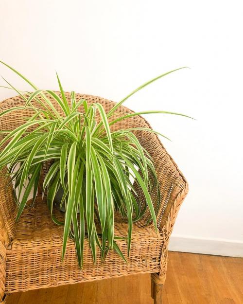 Ампельные растения для кашпо. Каскадные цветы для кашпо 23 Ампельные растения для кашпо. Каскадные цветы для кашпо 23