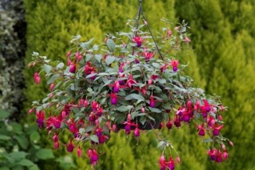 Быстрорастущие ампельные растения. Сорта: названия, описание и фото