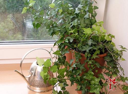 15 лучших комнатных растений специально для лентяев. 