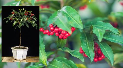 15 лучших комнатных растений специально для лентяев. 12