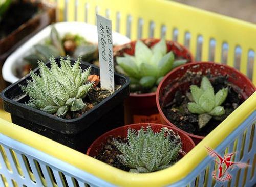 15 лучших комнатных растений специально для лентяев. 