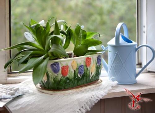 15 лучших комнатных растений специально для лентяев. 