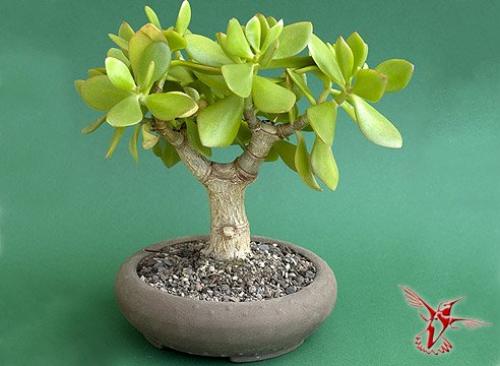 15 лучших комнатных растений специально для лентяев. 