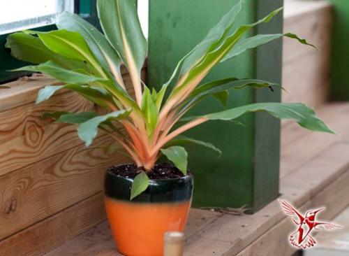 15 лучших комнатных растений специально для лентяев. 