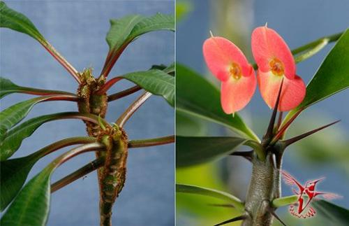 15 лучших комнатных растений специально для лентяев. 