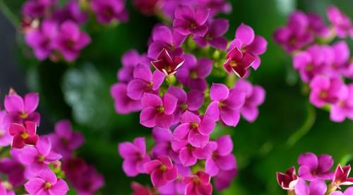 15 лучших комнатных растений специально для лентяев. 17