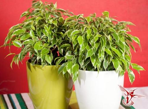 15 лучших комнатных растений специально для лентяев. 