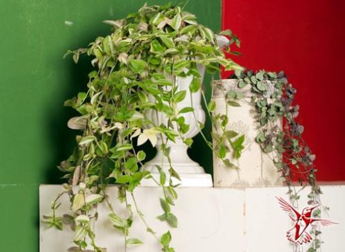 15 лучших комнатных растений специально для лентяев. 