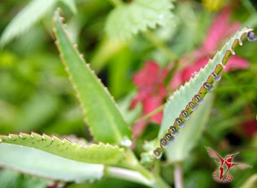 15 лучших комнатных растений специально для лентяев. 