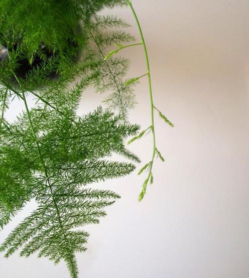 Неприхотливые ампельные комнатные растения. Лучшие ампельные цветы для кухни. Фото растений, описание и уход. 03