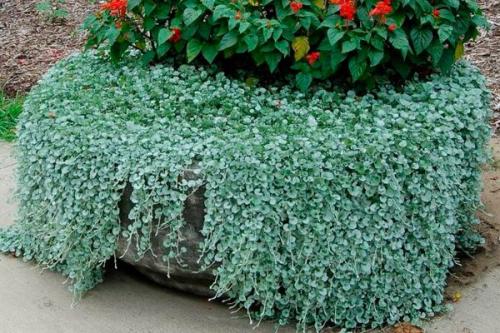 Комнатные растения ампельные. Плетущиеся ампельные растения с оригинальными листьями