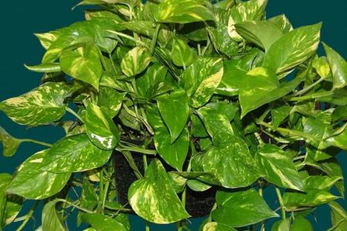 Комнатные растения ампельные. Плетущиеся ампельные растения с оригинальными листьями