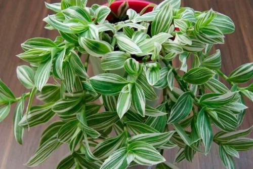 Комнатные растения ампельные. Плетущиеся ампельные растения с оригинальными листьями