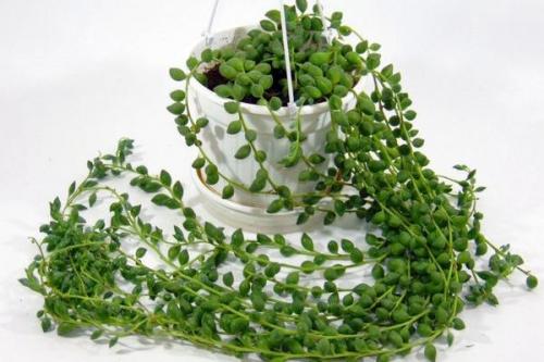 Комнатные растения ампельные. Плетущиеся ампельные растения с оригинальными листьями