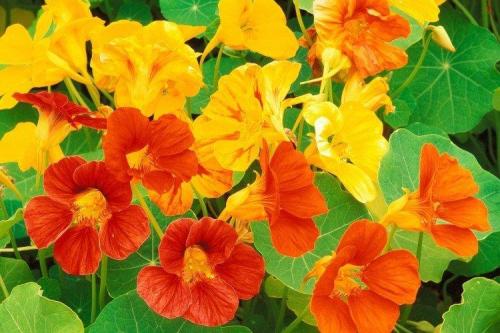 Ампельные растения названия. Ампельные цветы: фото, названия и описания (каталог)