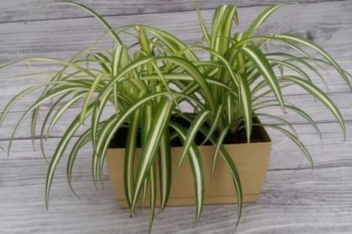 Комнатные растения ампельные. Плетущиеся ампельные растения с оригинальными листьями