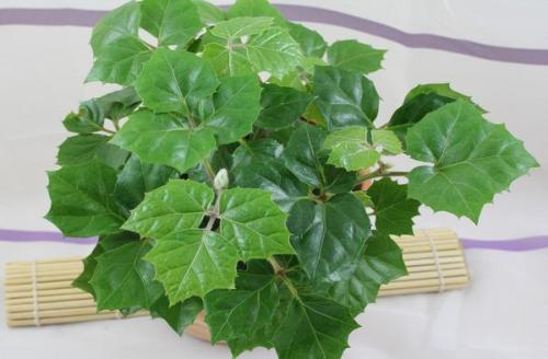 Комнатные растения ампельные. Плетущиеся ампельные растения с оригинальными листьями