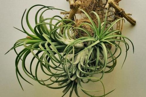 Комнатные растения ампельные. Плетущиеся ампельные растения с оригинальными листьями