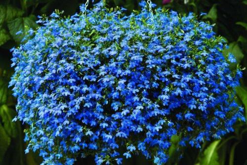 Ампельные растения названия. Ампельные цветы: фото, названия и описания (каталог)