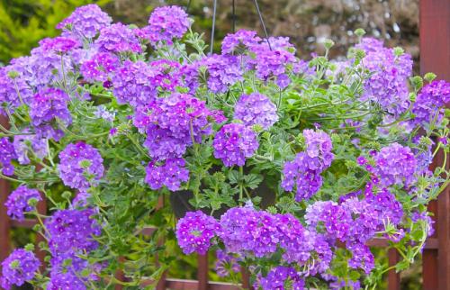 Быстрорастущие ампельные растения. Ампельные цветы для кашпо – необычные решения