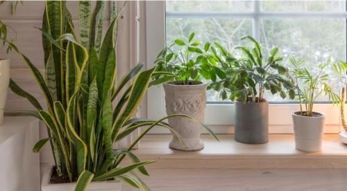 Какие домашние растения почти не требуют.. Разновидности 21