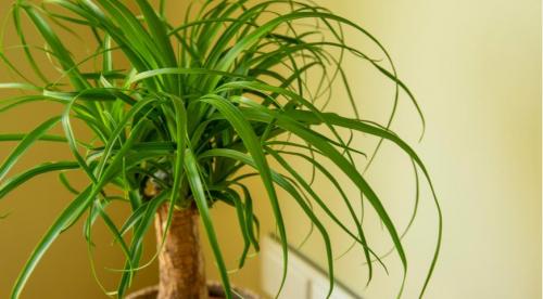 Какие домашние растения почти не требуют.. Разновидности 22