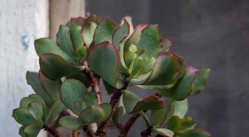 Какие домашние растения почти не требуют.. Разновидности 09