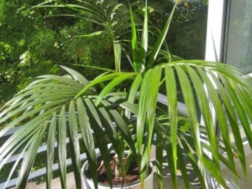 Какие домашние растения почти не требуют.. Разновидности 02