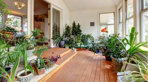 Какие домашние растения почти не требуют.. Разновидности 17