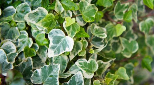 Какие домашние растения почти не требуют.. Разновидности 12