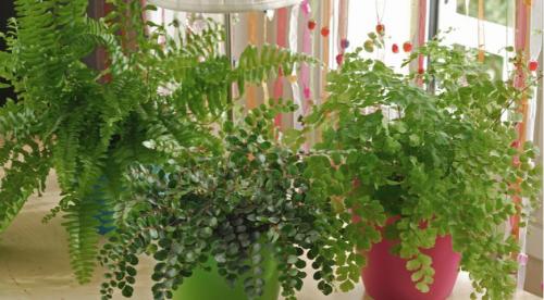 Какие домашние растения почти не требуют.. Разновидности 23