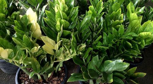 Какие домашние растения почти не требуют.. Разновидности 19