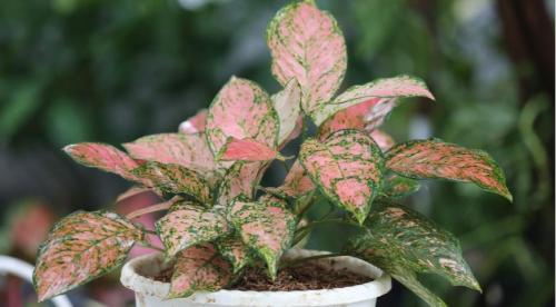 Какие домашние растения почти не требуют.. Разновидности 18