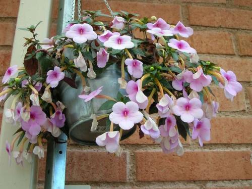 Ампельная зелень для кашпо. 15 цветущих и декоративных растений в кашпо для улицы