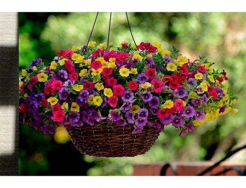 Ампельная зелень для кашпо. 15 цветущих и декоративных растений в кашпо для улицы