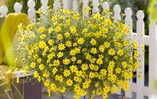 Ампельная зелень для кашпо. 15 цветущих и декоративных растений в кашпо для улицы