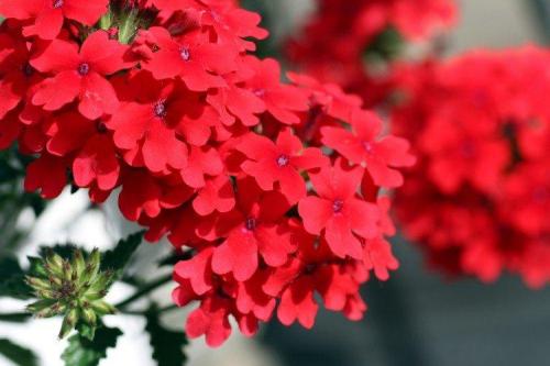 Многолетние ампельные растения. Ампельные цветы: фото, названия и описания (каталог)