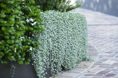 Многолетние ампельные растения. Ампельные цветы: фото, названия и описания (каталог)