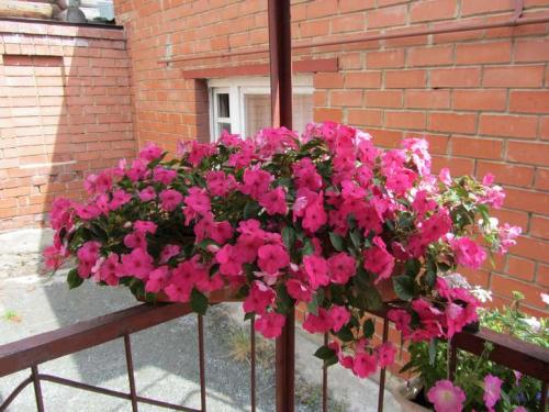 Ампельная зелень для кашпо. 15 цветущих и декоративных растений в кашпо для улицы