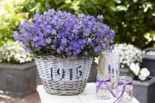 Многолетние ампельные растения. Ампельные цветы: фото, названия и описания (каталог)