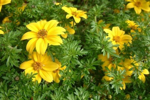 Многолетние ампельные растения. Ампельные цветы: фото, названия и описания (каталог)