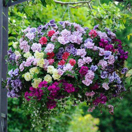 Топ-10 шикарных новых петуний. Классификация