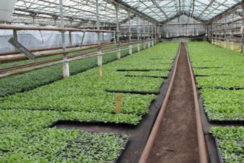 Сорта петуний для продажи. Особенности посева петунии в производственных теплицах