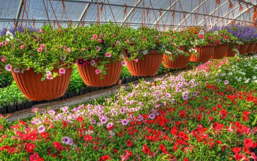 Сорта петуний для продажи. Особенности посева петунии в производственных теплицах
