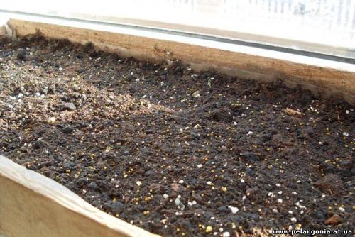 Сорта петуний для продажи. Особенности посева петунии в производственных теплицах